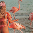 You can now visit a flamingo beach off the coast of Aruba populated by, you guessed it, flamingos