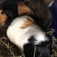 Four ‘terrified’ guinea pigs and one goldfish found abandoned in Cork apartment