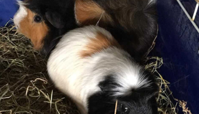 Four ‘terrified’ guinea pigs and one goldfish found abandoned in Cork apartment