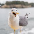 Seagulls less likely to steal food if you stare at them, study shows