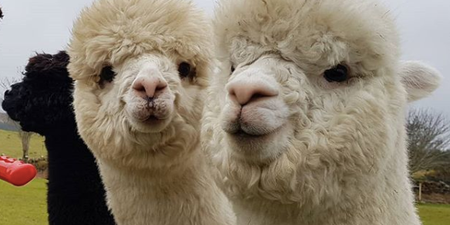 You can now do alpaca yoga on a Galway farm and we are so there