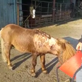 An abused pony found tied up in Cork was ‘beginning to rot’ before rescue