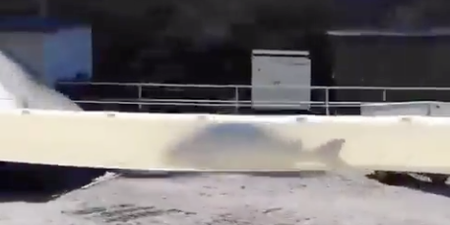 The internet has discovered the “salmon cannon,” and it has become a sensation