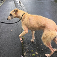 ISPCA seek information after rescuing dog with severe malnutrition in Longford