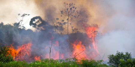 Brazil’s Amazon fires have now hit an all-time record high
