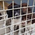 19 dogs including six puppies removed from a property by the ISPCA