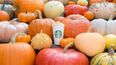 Starbucks are introducing a new pumpkin themed drink this year and it sounds delicious