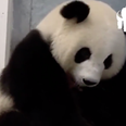 ‘Meng Meng became a mom!’ Berlin Zoo celebrates the rare birth of panda twins