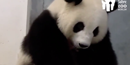 ‘Meng Meng became a mom!’ Berlin Zoo celebrates the rare birth of panda twins