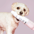You can now buy Glossier makeup toys for your puppy and they’re pawfect