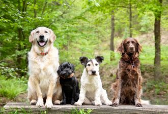 Galway vets issue warning to avoid certain area after four mysterious dog deaths