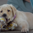 Netflix have added an excellent documentary about puppies that train to become guide dogs