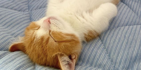 IMPORTANT: this little cat sleeps fully on his back and he is the perfect boy