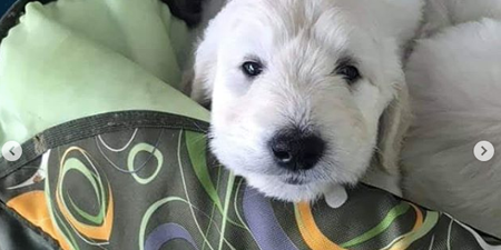 There was a puppy buggy in Dublin airport yesterday and sorry, we are n’able