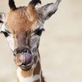 A baby giraffe has just been born in Dublin Zoo