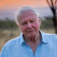 There’s a new David Attenborough documentary coming and it sounds incredible