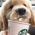 This is how you can get a puppuccino for your dog at any Starbucks cafe