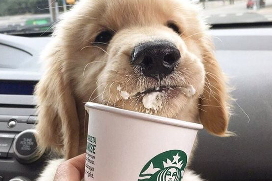 Starbucks dog clearance cup