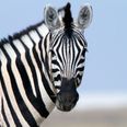 Zebra shot dead after escaping from circus in Germany