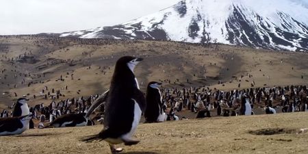 WATCH: The trailer for David Attenborough’s latest documentary series looks excellent