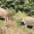 Six wild elephants die while trying to rescue each other at Thai waterfall