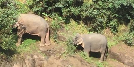 Six wild elephants die while trying to rescue each other at Thai waterfall