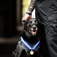 Dog receives ‘animal OBE’ for stopping potential attack on Barack Obama