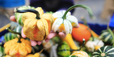 You can now buy adorable mini pumpkins in Tesco for one euro a go