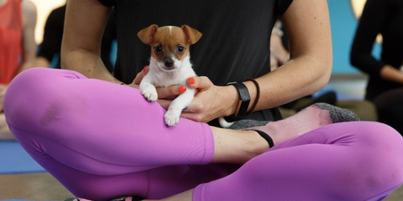 Dogs Trust did some puppy yoga recently and nah, sorry, too cute