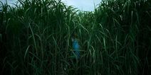 Netflix’s new horror In The Tall Grass is chilling in parts, but ultimately a bit flat