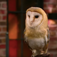 So, the Late Late Show Owl has been named Gabriel, following a public vote