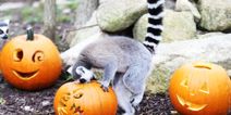 The Tayto Park Animals are all set for Halloween and they look adorable