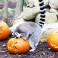 The Tayto Park Animals are all set for Halloween and they look adorable