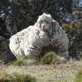 The world’s wooliest sheep, Chris, has sadly passed away