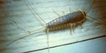 Dublin sees massive increase in skin-eating Silverfish insects