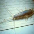 Dublin sees massive increase in skin-eating Silverfish insects
