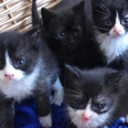 Five-week-old kittens rescued from burning building in Offaly