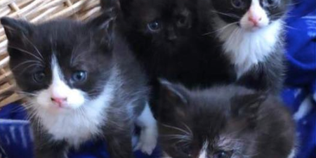 Five-week-old kittens rescued from burning building in Offaly