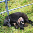 Dog found chained to gate while trying to nurse six puppies in Roscommon
