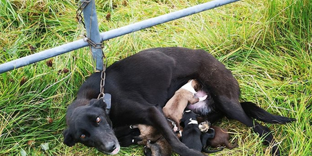 Dog found chained to gate while trying to nurse six puppies in Roscommon