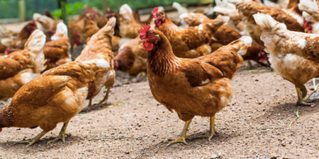 Man accidentally buys 1,000 chickens online for less than a euro