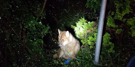 ISPCA appeals for information on severely injured dog found chained to gate