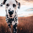 Wiley the Dalmatian has a heart-shaped nose and that’s it, we’re done