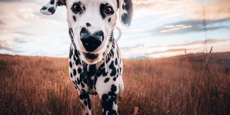 Wiley the Dalmatian has a heart-shaped nose and that’s it, we’re done