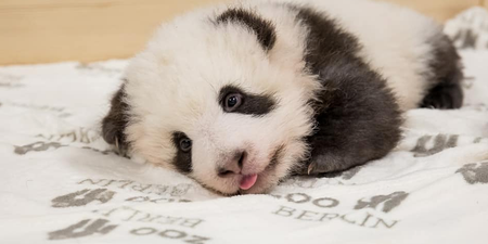WATCH: Berlin Zoo’s baby panda twins are three months old and yeah, still too cute tbh