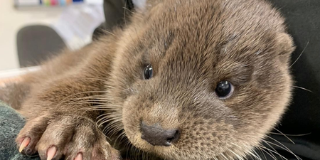 Warning: cute pic ahead – baby otter rescued from busy street