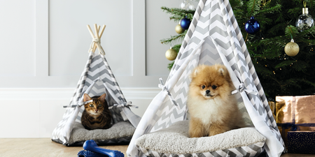 Pet teepees are now a thing, and we’ve never needed anything more in our lives