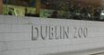 Dublin Zoo are offering half price on adult tickets until the end of 2019