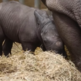 Rare baby white rhino born in Belgian zoo