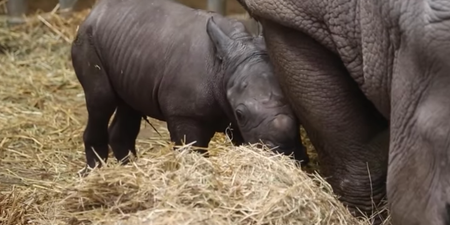Rare baby white rhino born in Belgian zoo